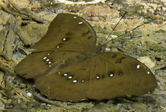 Bassarona dunya