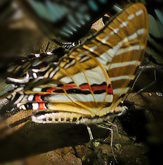 Graphium aristeus