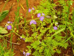 Phacelia hirsuta