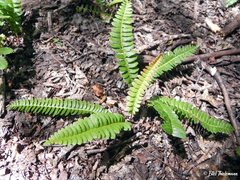 Blechnum microphyllum