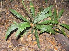 Blechnum mochaenum
