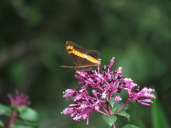Adelpha leuceria