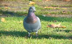 Columba livia domestica