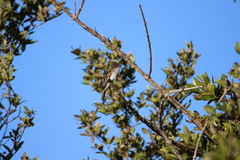 Myiarchus antillarum