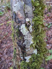 Thelotrema