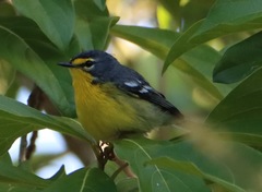 Setophaga adelaidae