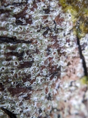 Thelotrema