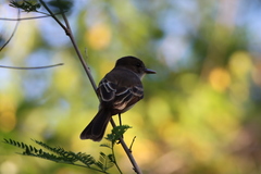 Myiarchus antillarum