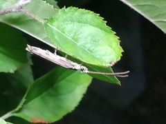 Tenomerga leucophaea