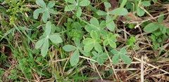 Lupinus texensis