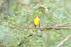 Setophaga adelaidae