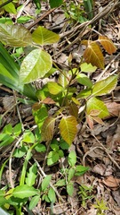 Toxicodendron radicans