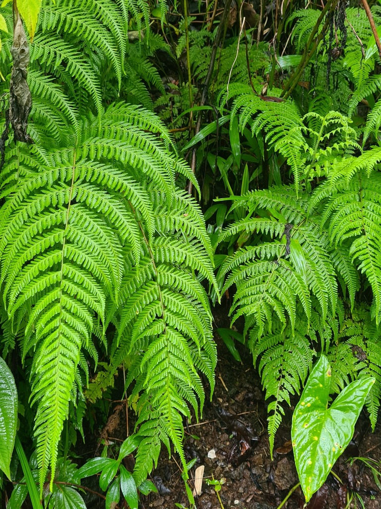 Mariana Maiden Fern from Баия Солано, Чоко, Колумбия on December 17