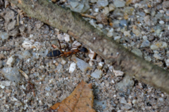 Camponotus lespesii