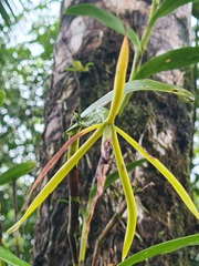 Epidendrum buenaventurae