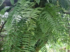 Asplenium cuspidatum