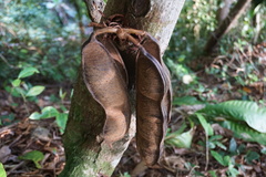 Brownea macrophylla