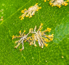 Cephaleuros virescens