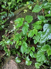 Begonia hirtella