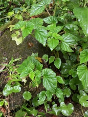 Begonia hirtella