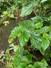 Begonia hirtella