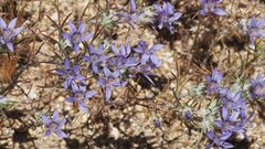 Eriastrum eremicum eremicum