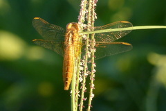 Crocothemis erythraea
