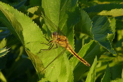 Orthetrum cancellatum