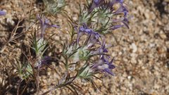 Eriastrum eremicum eremicum