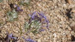 Eriastrum eremicum eremicum