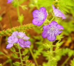 Phacelia hirsuta