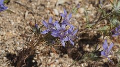 Eriastrum eremicum eremicum