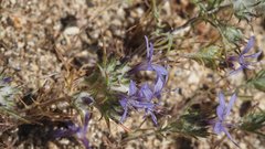 Eriastrum eremicum eremicum