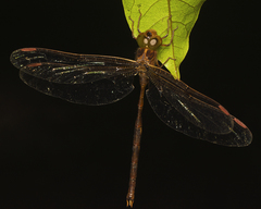 Telephlebia tryoni