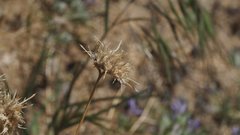 Eriastrum eremicum eremicum