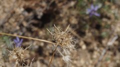 Eriastrum eremicum eremicum