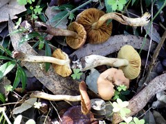Cortinarius clelandii