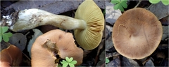 Cortinarius clelandii