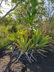 Aechmea stenosepala