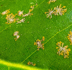 Cephaleuros virescens