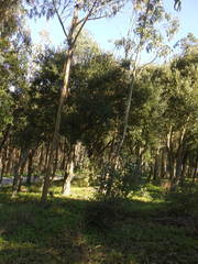 Cortinarius clelandii