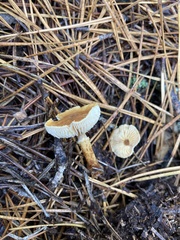Cystoderma granosum