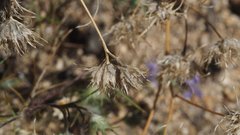 Eriastrum eremicum eremicum