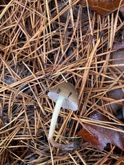 Mycena griseiconica