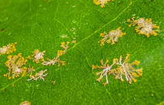 Cephaleuros virescens
