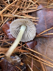 Mycena griseiconica
