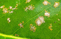 Cephaleuros virescens