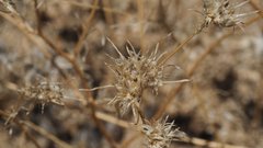 Eriastrum eremicum eremicum
