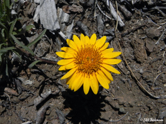 Chaetanthera chilensis
