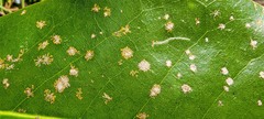 Cephaleuros virescens